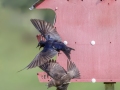 Purple Martins (male and female) - Robertson County, Private Residence, July 11, 2020