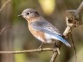 Eastern Bluebird - Dunbar Cave State Park, Clarksville, Montgomery County, December 6, 2020