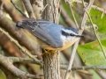 Red-breasted Nuthatch  - Lake Barkley WMA, Dover,  Stewart County, October 2, 2020