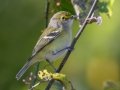 White-eyed Vireo -Lake  Barkley WMA, Dover,  Stewart County, October 2, 2020