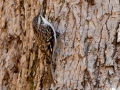 Brown Creeper - Dunbar Cave State Park, Clarksville, Montgomery County, December 6, 2020