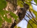 Red-headed Woodpecker (juvenile) - Lake Barkley WMA, Dover,  Stewart County, October 6, 2020
