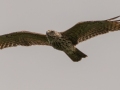 Red-shouldered Hawk (juvenile) -  Cross Creeks NWR, Stewart County, August 31, 2020