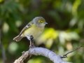 White-eyed Vireo - Lake Barkley WMA, Dover,  Stewart County, October 2, 2020