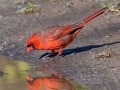 Northern Cardinal (male) - Haynes Bottom WMA, Montgomery County, December 21, 2020