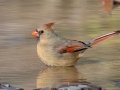 Northern Cardinal (female) - Haynes Bottom WMA, Montgomery County, December 21, 2020