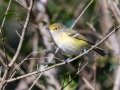 White-eyed Vireo - Lake Barkley WMA, Dover,  Stewart County, October 2, 2020