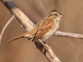 Swamp Sparrow - Dunbar Cave State Park, Clarksville, Montgomery County, December 6, 2020