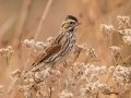 Savannah Sparrow - Shelton Ferry WMA, Montgomery County, November 5, 2020