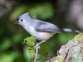 Tufted Titmouse - Lake Barkley WMA, Dover,  Stewart County, October 2, 2020