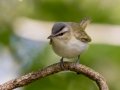 Red-eyed Vireo  - Lake Barkley WMA, Dover,  Stewart County, October 2, 2020