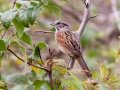 Swamp Sparrow - Shelton Ferry WMA, Montgomery County, November 5, 2020