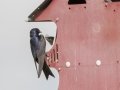 Purple Martin (male feeding young) - Robertson County, Private Residence, July 10, 2020