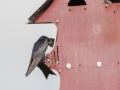 Purple Martin (male feeding young) - Robertson County, Private Residence, July 10, 2020
