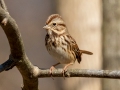 Song Sparrow - Dunbar Cave State Park, Clarksville, Montgomery County, December 6, 2020