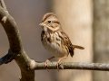 Song Sparrow - Dunbar Cave State Park, Clarksville, Montgomery County, December 6, 2020