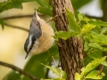 Red-breasted Nuthatch  - Lake Barkley WMA, Dover,  Stewart County, October 2, 2020