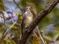Yellow-bellied Sapsucker (immature male) - Lake Barkley WMA, Dover,  Stewart County, October 14, 2020