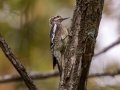 Yellow-bellied Sapsucker (juvenile, female) - Gray's Landing, Dover, Stewart County, October 20, 2020