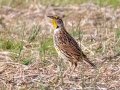 Eastern Meadowlark - Shelton Ferry WMA, Montgomery County, November 5, 2020