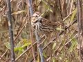 Song Sparrow - Shelton Ferry WMA, Montgomery County, November 5, 2020