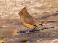 Northern Cardinal (female) - Haynes Bottom WMA, Montgomery County, December 22, 2020