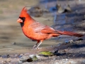 Northern Cardinal (male) - Haynes Bottom WMA, Montgomery County, December 22, 2020