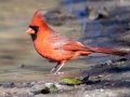 Northern Cardinal (male) - Haynes Bottom WMA, Montgomery County, December 22, 2020