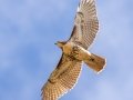 Red-tailed Hawk (juvenile) - Lake Barkley WMA, Dover,  Stewart County, October 2, 2020