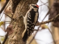 Downy Woodpecker (male) - Shelton Ferry WMA, Montgomery County, November 5, 2020