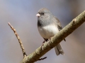 Dark-eyed Junco (Slate-colored) - Dunbar Cave State Park, Clarksville, Montgomery County, December 6, 2020