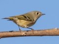 Ruby-crowned Kinglet - Haynes Bottom WMA, Montgomery County, December 22, 2020