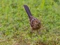 Eastern Towhee (juvenile) - Montgomery County Yard Bird, Aug 14, 2020