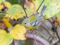 Northern Parula  - Lake Barkley WMA, Dover,  Stewart County, October 11, 2020