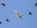 Red-tailed Hawk (juvenile) being mobbed by crows - Lake Barkley WMA, Dover,  Stewart County, October 2, 2020