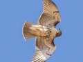 Red-tailed Hawk (juvenile) in defensive posture while being mobbed by crows - Lake Barkley WMA, Dover,  Stewart County, October 2, 2020
