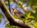 Swainson's Thrush  - Lake Barkley WMA, Dover,  Stewart County, October 6, 2020