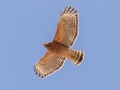 Red-shouldered Hawk (juvenile) - Lake Barkley WMA, Dover,  Stewart County, October 2, 2020