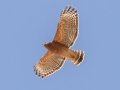 Red-shouldered Hawk (juvenile) - Lake Barkley WMA, Dover,  Stewart County, October 2, 2020