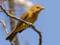 Summer Tanager (female) - Land Between the Lakes - Gray's Landing, Stewart County, October 21, 2020 (Considered rare at this late date.)