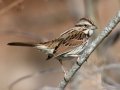 Song Sparrow - Dunbar Cave State Park, Clarksville, Montgomery County, December 6, 2020