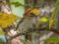 Red-eyed Vireo  - Lake Barkley WMA, Dover,  Stewart County, October 2, 2020