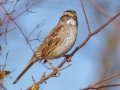 White-throated Sparrow - Haynes Bottom WMA, Montgomery County, December 22, 2020
