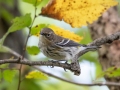 Yellow-rumped Warbler (Myrtle) - Lake Barkley WMA, Dover,  Stewart County, October 2, 2020