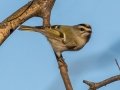 Golden-crowned Kinglet - Haynes Bottom WMA, Montgomery County, December 22, 2020