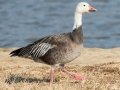 Snow Goose (dark morph) - Liberty Park and Marina, Clarksville, Montgomery County, December 15, 2020