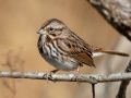 Song Sparrow - Dunbar Cave State Park, Clarksville, Montgomery County, December 6, 2020