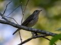 Gray-cheeked Thrush  - Lake Barkley WMA, Dover,  Stewart County, October 6, 2020