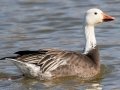 Snow Goose (dark morph) - Liberty Park and Marina, Clarksville, Montgomery County, December 15, 2020