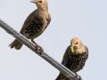 European Starlings - Roy Pearson - William Woodard Scenic Farm Tour, Robertson County, August 31, 2020